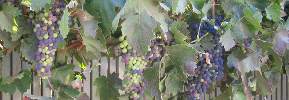 Salinas Valley Grapes