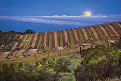 Moon over Vineyard photo by Kirk Kennedy